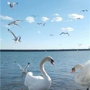 Meet your Posher, Anisa